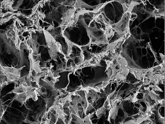 HORIEN COLLGEN MATRIX structure - SEM